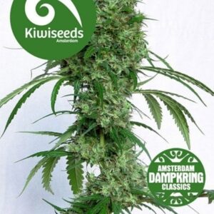 5 UND REG - OCEANS 12 HAZE * KIWISEEDS DAMPKRING CLASSICS 5 UND REGULARES