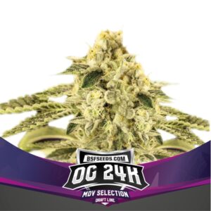 7 UND FEM - OG 24K * BSF SEEDS 7 UND FEMINIZADAS