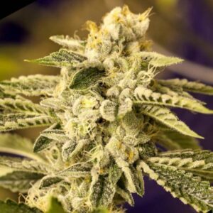 12 UND FEM - OG 24K * BSF SEEDS 12 UND FEMINIZADAS