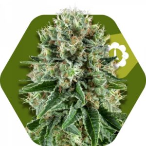 5 UND FEM - OG BUBBLE GUM AUTO * ZAMBEZA SEEDS 5 UND FEMINIZADAS