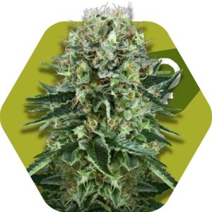3 UND FEM - OG BUBBLE GUM * ZAMBEZA SEEDS 3 UND FEMINIZADAS