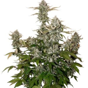 100 UND FEM - O.G. CANDY DAWG KUSH AUTO * SEEDSTOCKERS 100 UND FEMINIZADAS