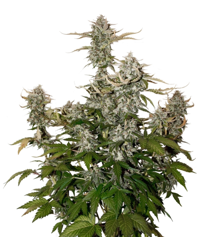 100 UND FEM - O.G. CANDY DAWG KUSH AUTO * SEEDSTOCKERS 100 UND FEMINIZADAS