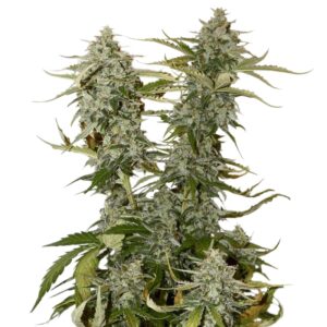 100 UND FEM - O.G. CANDY DAWG KUSH * SEEDSTOCKERS 100 UND FEMINIZADAS