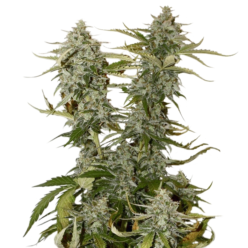 100 UND FEM - O.G. CANDY DAWG KUSH * SEEDSTOCKERS 100 UND FEMINIZADAS