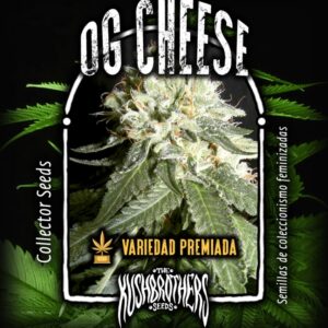 10 UND FEM - OG CHEESE * THE KUSH BROTHERS SEEDS 10 UND FEMINIZADAS
