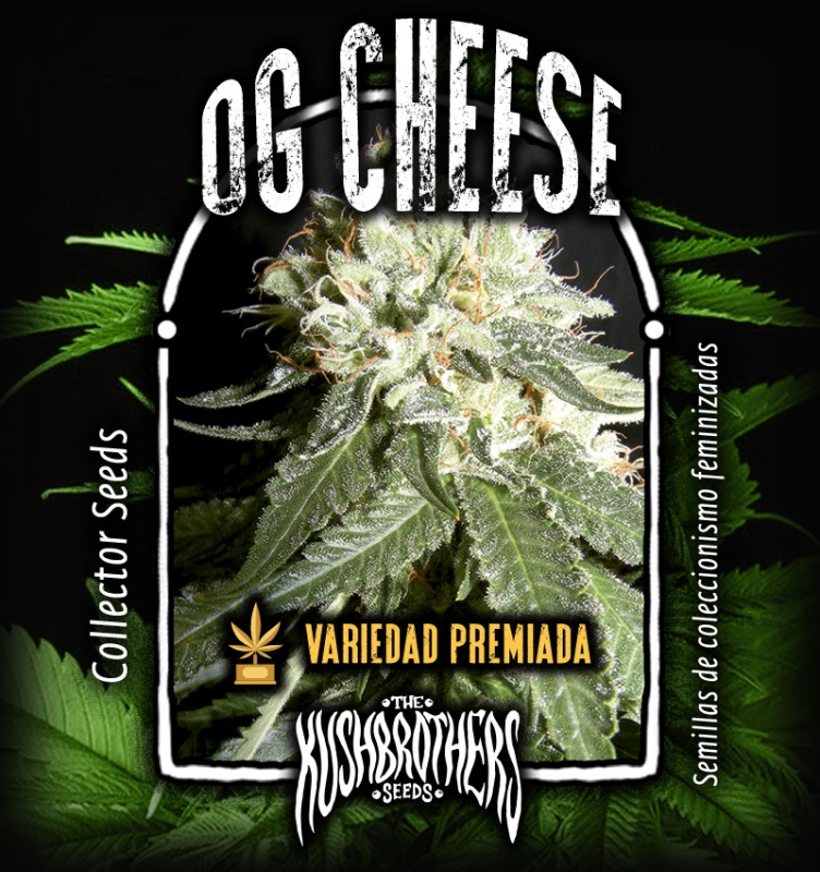 10 UND FEM - OG CHEESE * THE KUSH BROTHERS SEEDS 10 UND FEMINIZADAS