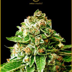 5 UND FEM - OG KUSH * ANACONDA SEEDS FEMINIZADA 5 UND