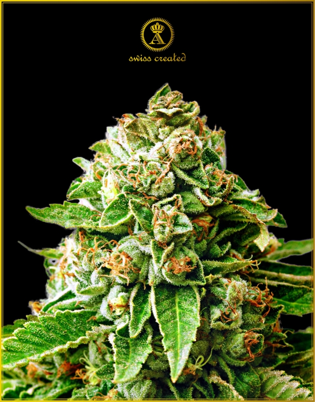 100 UND FEM - OG KUSH * ANACONDA SEEDS FEMINIZADA 100 UND