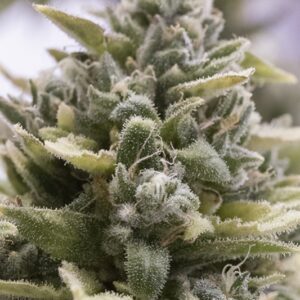 5 UND FEM - OG KUSH AUTO * HUMBOLDT SEEDS 5 UND FEM