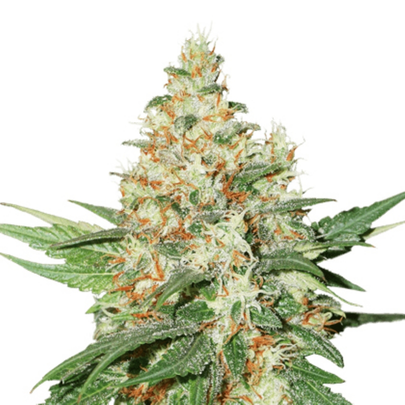 5 UND FEM - OG KUSH AUTO * SEEDSTOCKERS 5 UND FEMINIZADAS