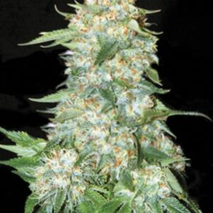 5 UND FEM - OG KUSH *  BULK SEED 5 UND FEM