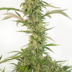 10 UND FEM - OG KUSH CBD AUTO * DINAFEM 10 UND FEM