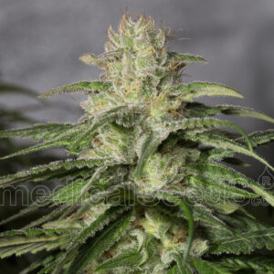 3 UND FEM - OG KUSH CBD * MEDICAL SEEDS FEM 3 UND