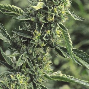 5 UND FEM - OG KUSH   * HUMBOLDT SEEDS 5 UND FEMINIZADAS