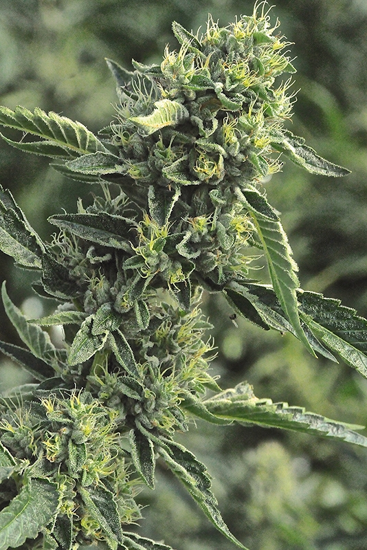 5 UND FEM - OG KUSH   * HUMBOLDT SEEDS 5 UND FEMINIZADAS