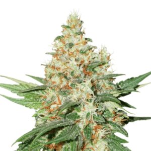 25 UND FEM - OG KUSH * SEEDSTOCKERS 25 UND FEMINIZADAS