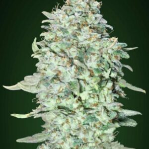 10 UND FEM - OG KUSH SFV * ADVANCED SEEDS 10 UND FEM