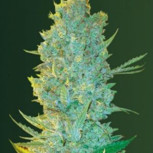 5 UND FEM - OG KUSH * VICTORY SEEDS FEMINIZADA 5 UND