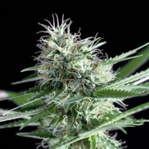 5 UND FEM - OG LEMON BILBO * GENEHTIK SEEDS 5 UND FEMINIZADAS