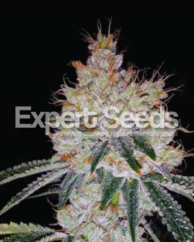1 UND FEM - OGESUS AUTO * EXPERT SEEDS 1 UND FEMINIZADA