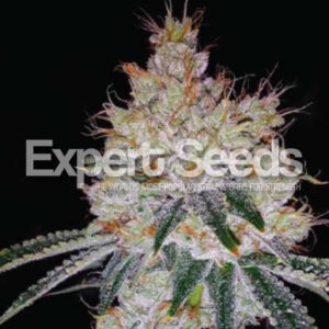 15 UND FEM - OGESUS AUTO * EXPERT SEEDS 15 UND FEMINIZADAS