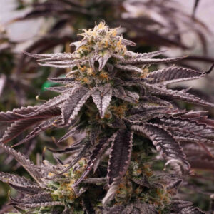 10 UND FEM - OGKZ * HUMBOLDT 10 UND FEMINIZADAS