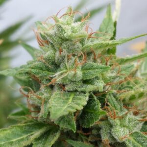 1 UND FEM - OGRE AUTO * DOCTOR'S CHOICE 1 UND FEMINIZADA