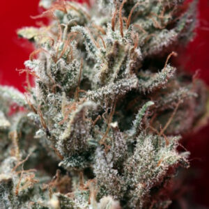 1 UND FEM - O'HAZE RED * REGGAE SEEDS 1 UND FEMINIZADA