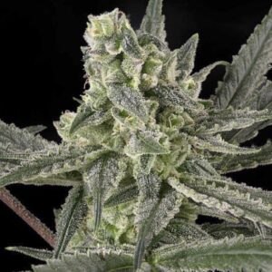 5 UND FEM - OLD SCHOOL * RIPPER SEEDS 5 UND FEMINIZADAS