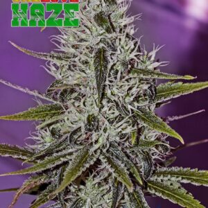 6 UND FEM - ONE LOVE HAZE * POSITRONICS 6 UND FEMINIZADAS