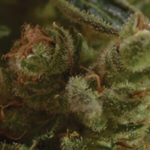 6 UND FEM - ONE TO ONE * CBD SEEDS 6 UND FEMINIZADAS