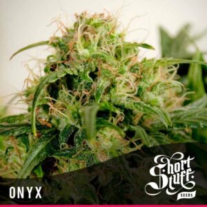 3 UND FEM - ONYX * SHORT STUFF SEEDS FEM 3 UND