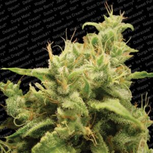 5 UND FEM - OPIUM  * PARADISE SEEDS 5 UND FEMINIZADAS