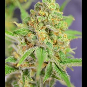 6 UND FEM - ORANGE BARB * HOUSE OF THE GREAT GARDENER FEMINIZADA 6 UND