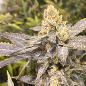 3 UND FEM - ORANGE BIG BUD * CBD SEEDS 3 UND FEMINIZADA