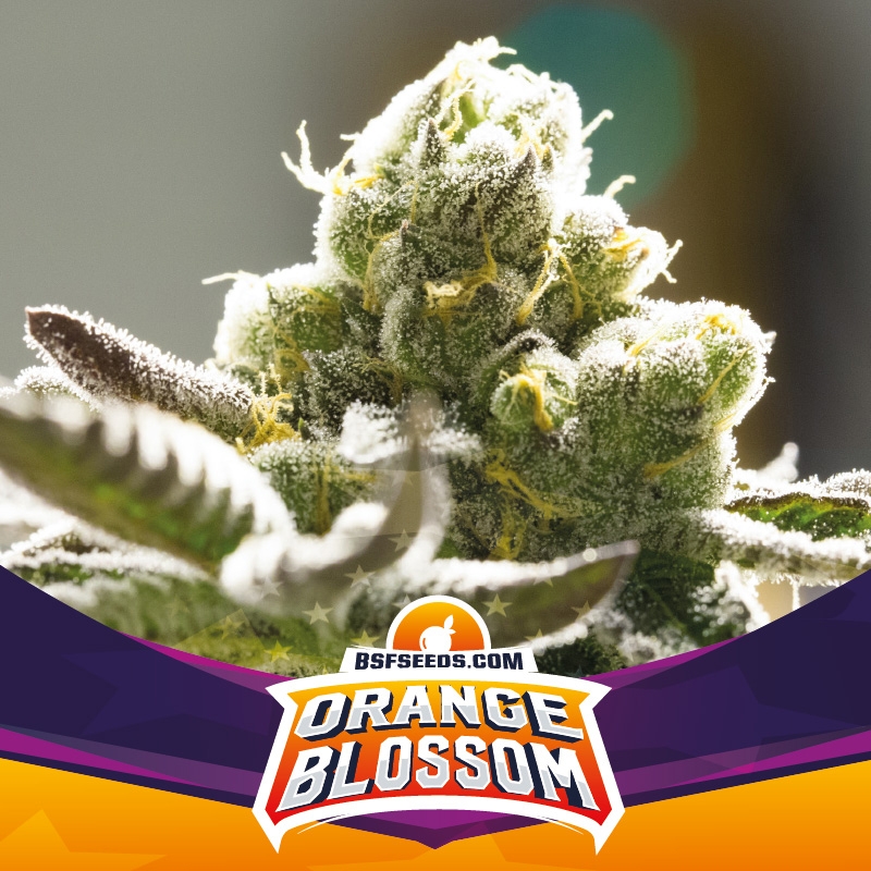 4 UND FEM - ORANGE BLOSSOM XXL AUTO * BSF SEEDS 4 UND FEMINIZADAS