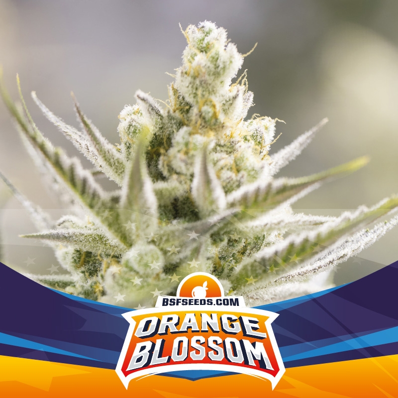 100 UND FEM - ORANGE BLOSSOM XXL AUTO * BSF SEEDS 100 UND FEMINIZADAS