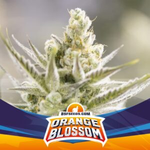 50 UND FEM - ORANGE BLOSSOM XXL AUTO * BSF SEEDS 50 UND FEMINIZADAS