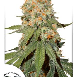 3 UND FEM - ORANGE BUD ﾮ * DUTCH PASSION 3 UND FEMINIZADAS