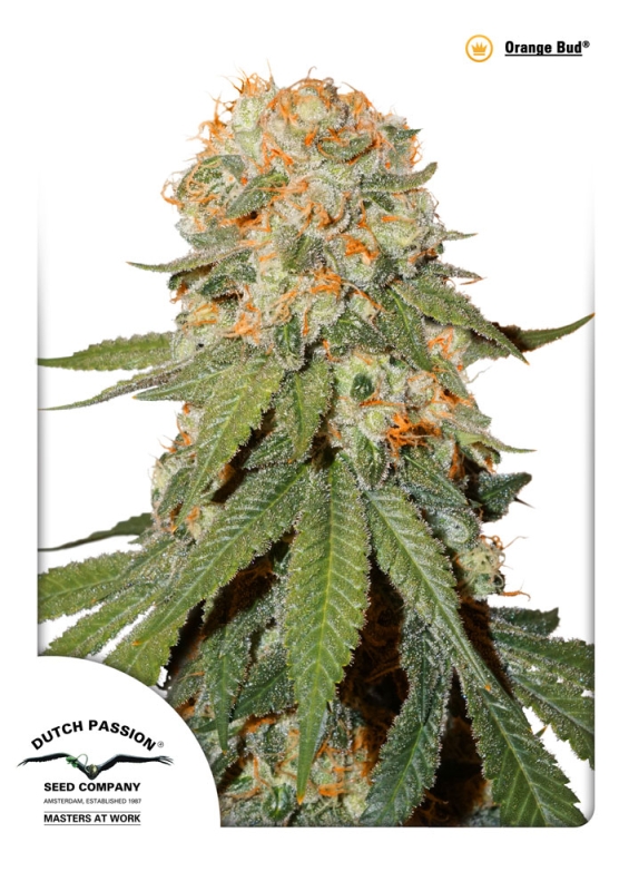 100 UND FEM - ORANGE BUD ﾮ * DUTCH PASSION 100 UND FEMINIZADAS