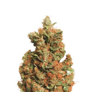 10 UND FEM - ORANGE BUD * NIRVANA 10 UND FEMINIZADAS