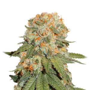 10 UND REG - ORANGE BUD  * NIRVANA 10 UND REGULARES