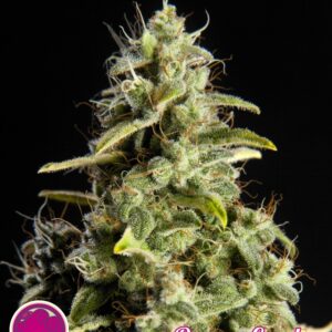 25 UND FEM - ORANGE CANDY * PHILOSOPHER SEEDS 25 UND FEM