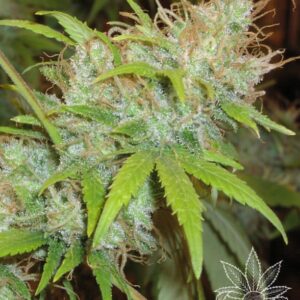 3 UND FEM - ORANGE DELIGHT * HOMEGROWN FANTASEEDS FEM 3 UND