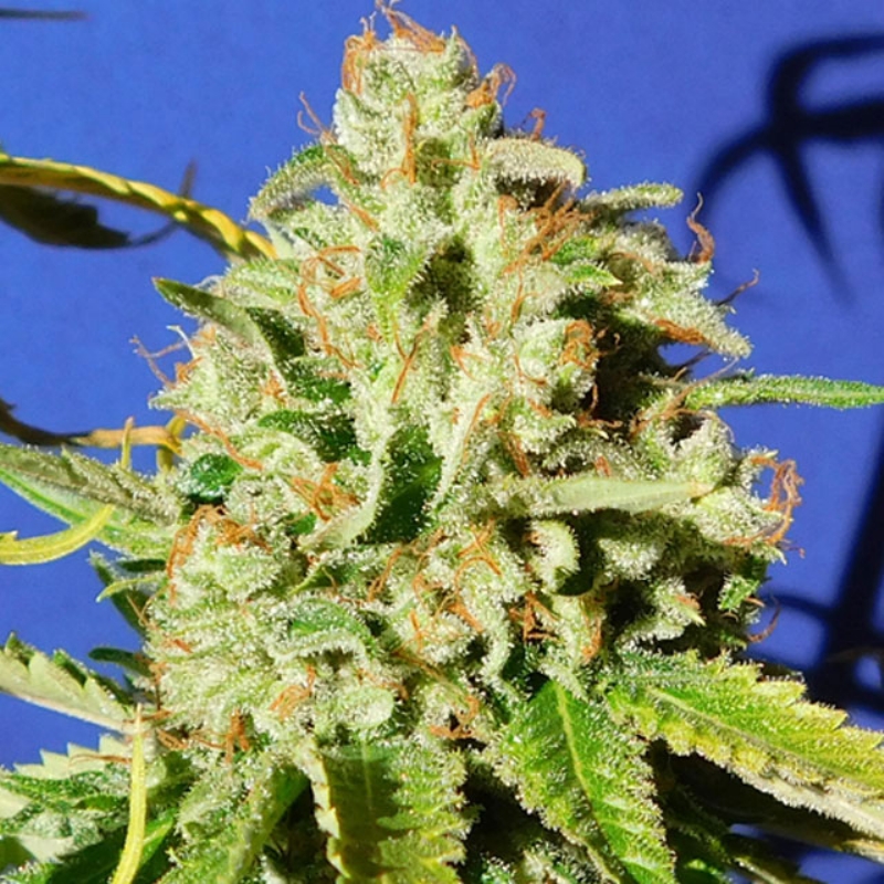 25 UND FEM - ORANGE DIESEL AUTO * ORIGINAL SENSIBLE 25 UND FEMINIZADAS
