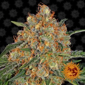 5 UND FEM - ORANGE SHERBERT * BARNEY'S FARM 5 UND FEMINIZADAS