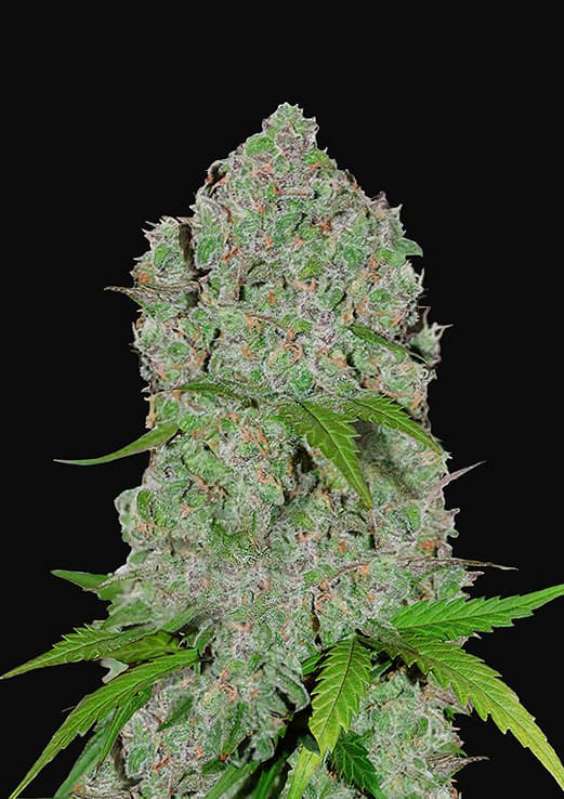100 UND FEM - ORANGE SHERBET AUTO * FASTBUDS SEEDS FEMINIZADA 100 UND