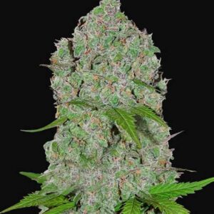 3 UND FEM - ORANGE SHERBET AUTO * FASTBUDS SEEDS FEMINIZADA 3 UND