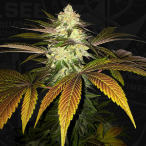 5 UND FEM - ORANGESICLE * T.H. SEEDS 5 UND FEMINIZADAS